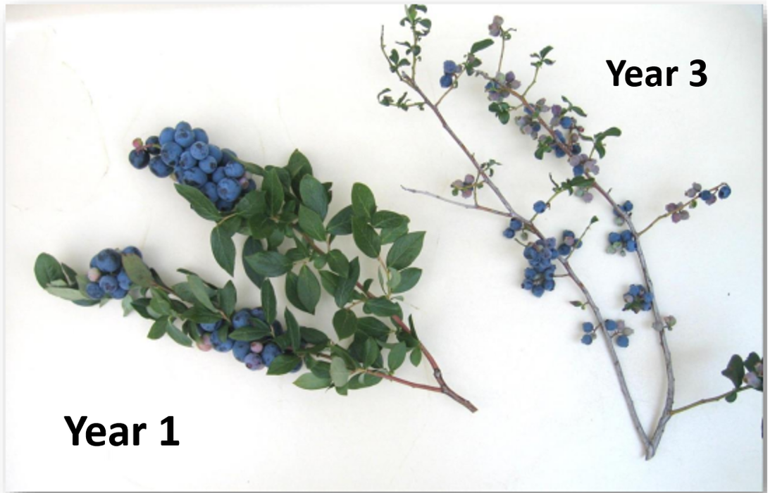 Fruit produced on 1 year compared t 3-year-old growth