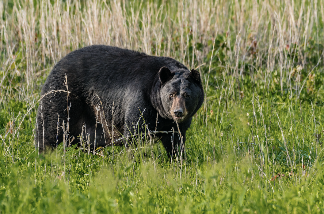 Bear in field