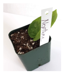 Leaf cutting label