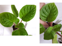 Potted small green plant with textured leaves; right panel shows hand holding one leaf