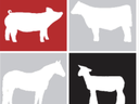Four-panel grid of white animal silhouettes: pig (red), cow (gray), horse (light gray), sheep (black)