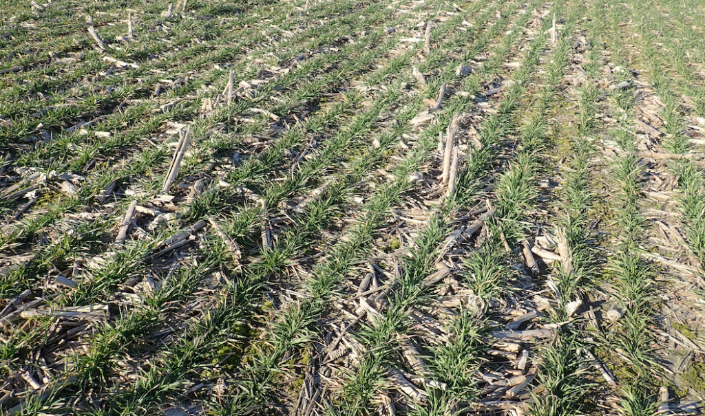 Wheat field