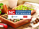 Seed propagation NCCE