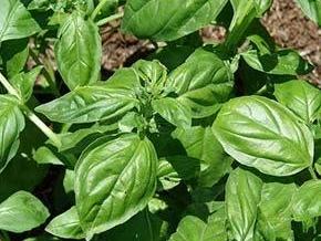 Sweet Basil Leaves
