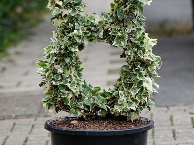 ivy topiary in a container
