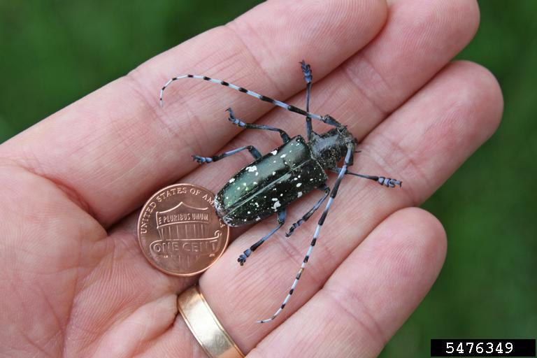 adult-asian-longhorned-beetle-next-to-a-penny-ph