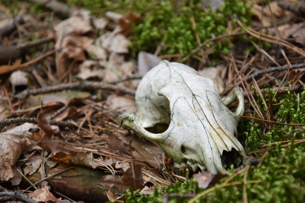 Animal skull