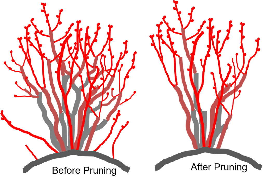 Before and after pruning 