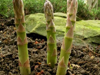 asparagus sprigs growing in a garden