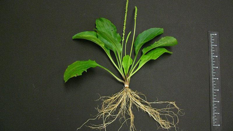 blackseed plantain