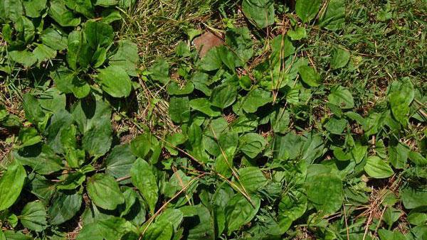 broadleaf plantain