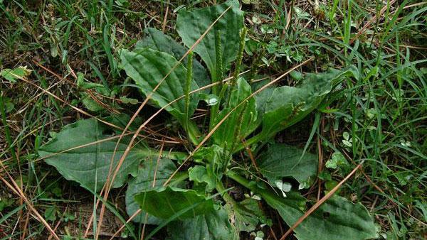 broadleaf plantain