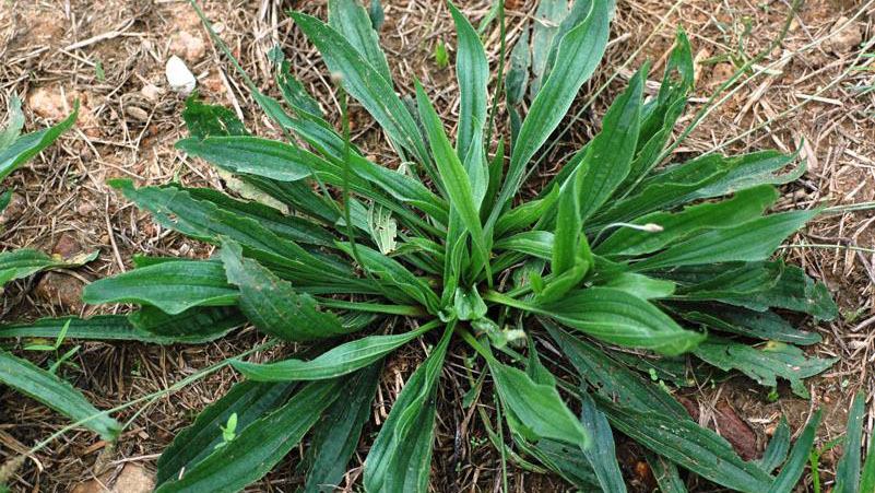 buckhorn plantain