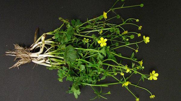 bulbous buttercup