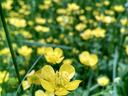 buttercup