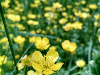 buttercup