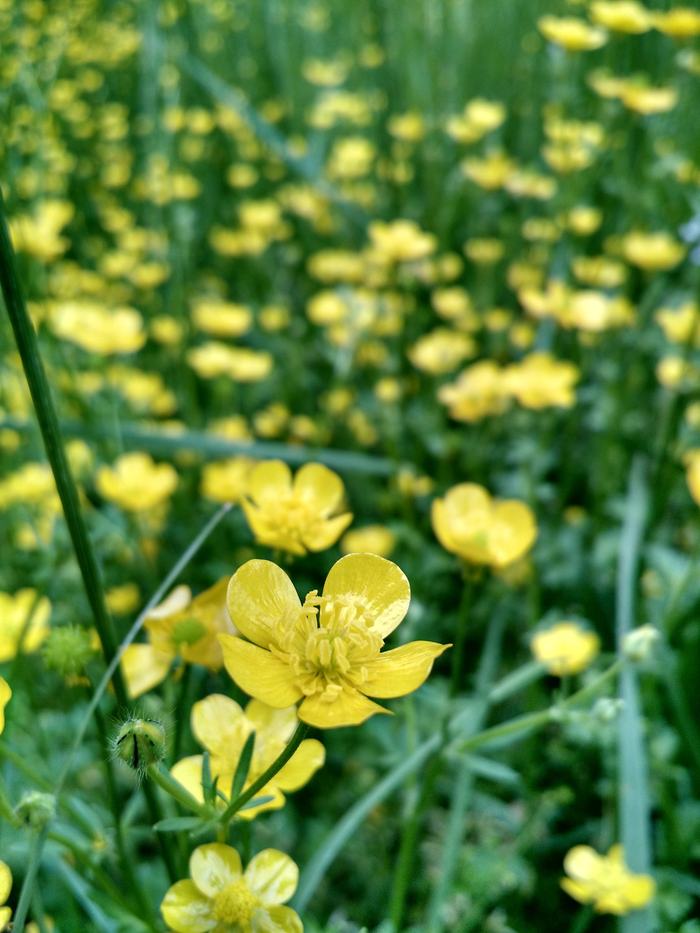 buttercup