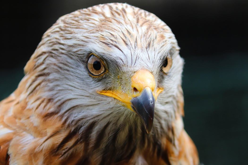 Close up of an eagle