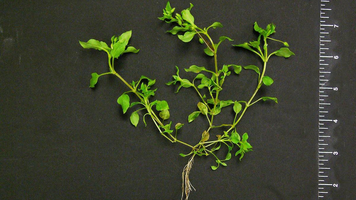 common chickweed