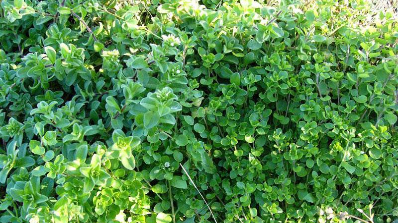 common chickweed