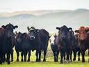 Cattle