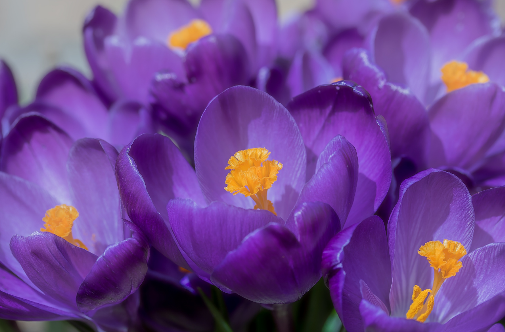 Purple crocus in bloom