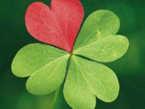 Four-leaf clover with one leaf red and three leaves green