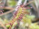 Drosera intermedia