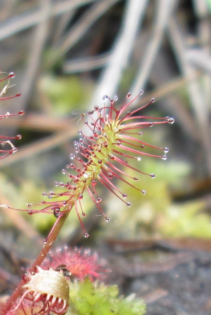 Drosera intermedia