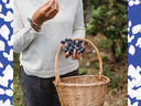 Person holding grapes and basket; "2021 Small Fruits Sale", NC Cooperative Extension