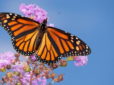 Monarch butterfly with wings spread on purple flowers against blue sky