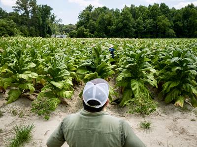 farmworker surveying field
