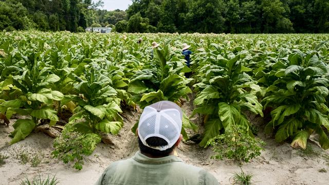 farmworker surveying field