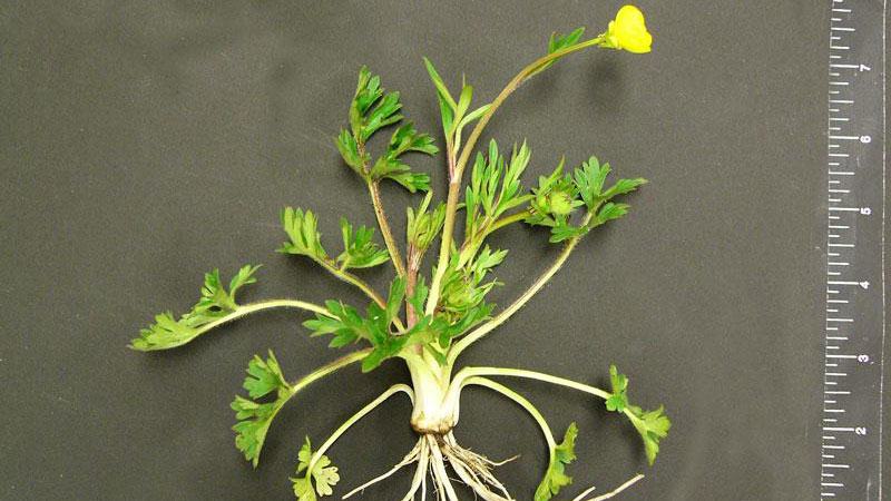 hairy buttercup