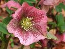 Hellebore in blook