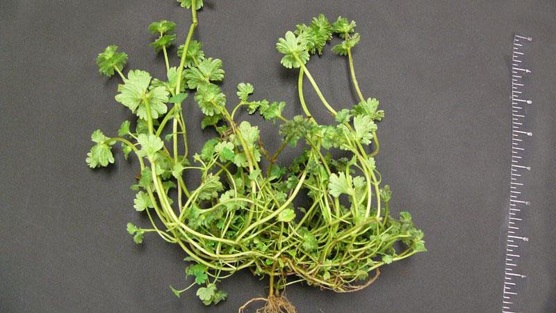 henbit