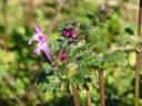 henbit flower