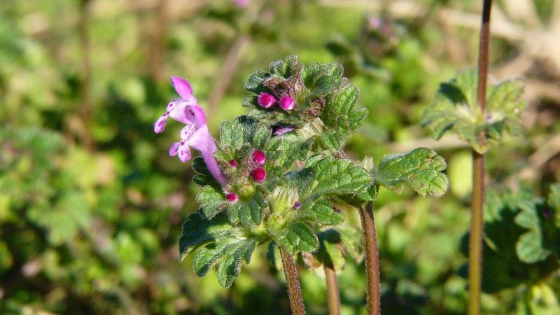 henbit flower