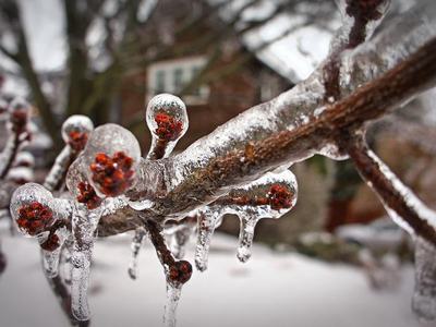 Tree branch with red buds encased in ice and hanging icicles, snowy background