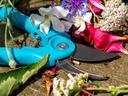 Turquoise pruning shears among cut assorted flowers on a wooden surface