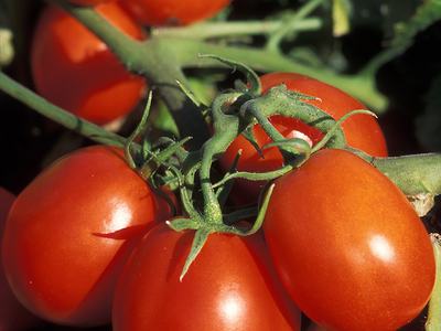 Roma tomatoes