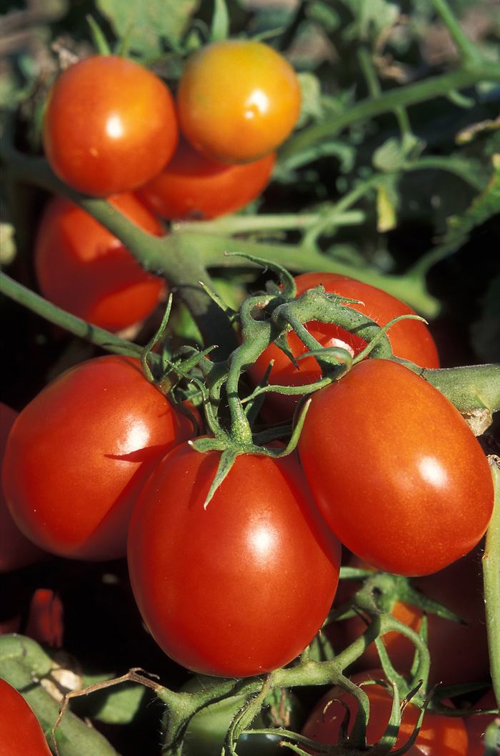 Roma tomatoes