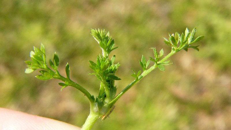 Control burweed now to prevent the sharp-needled seeds from forming.
