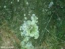 lichen