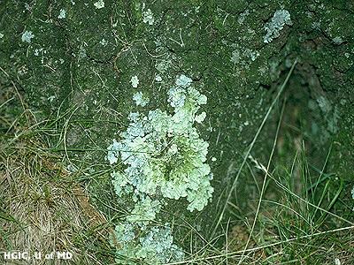 lichen