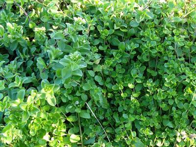 Dense green groundcover with clover-like leaves and small succulent rosettes