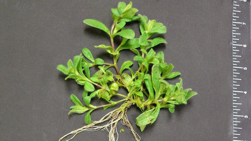mousear chickweed
