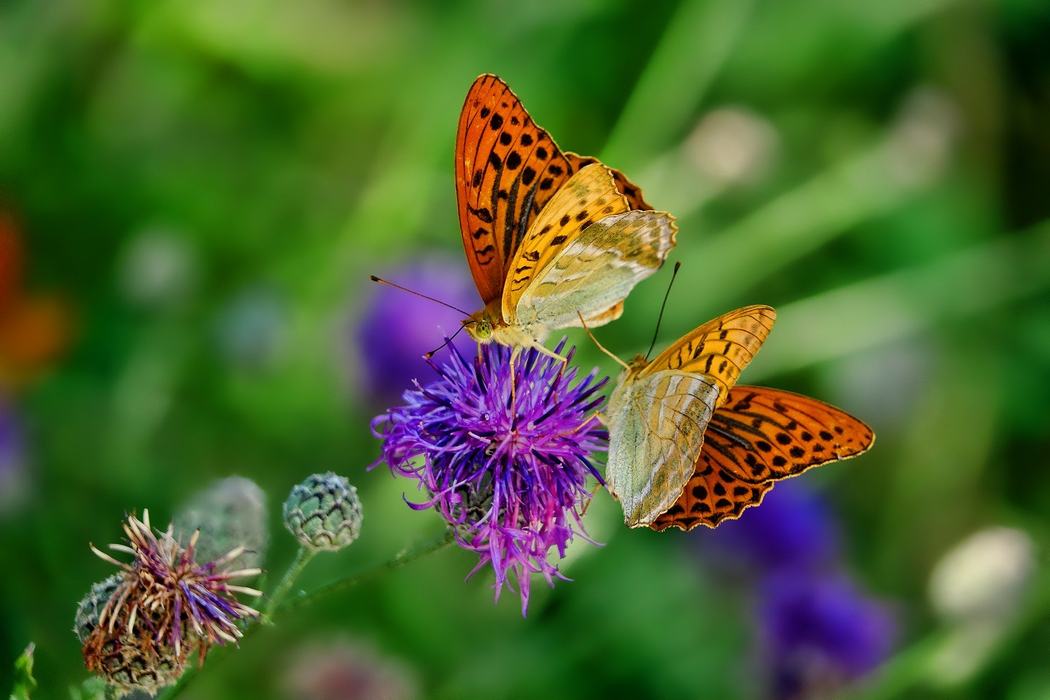 Butterflies on flower
