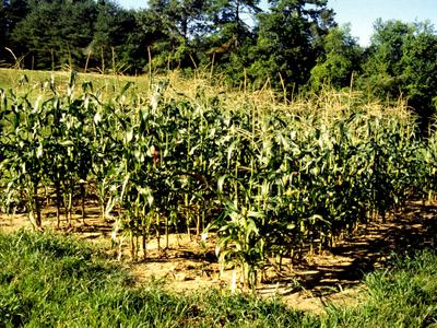 small plot of organic sweet corn