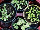 green sprouting plants in small round containers